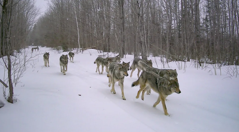 Michigan may adopt wolf hunt if federal protections lifted